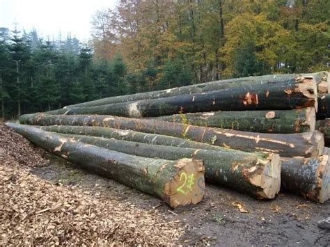 怎么在网上收购木材，收购木材需要什么手续？_行业资讯_木头云
