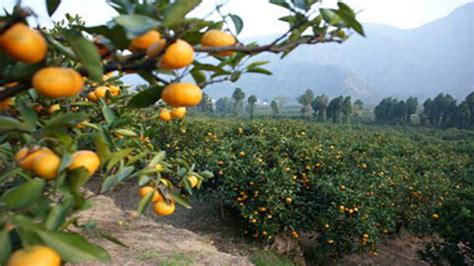 我院果树研究室“柑橘根域限制栽培与篱壁型整枝技术研究”通过专家技术鉴定 - 学院新闻 - 上海交通大学农业与生物学院