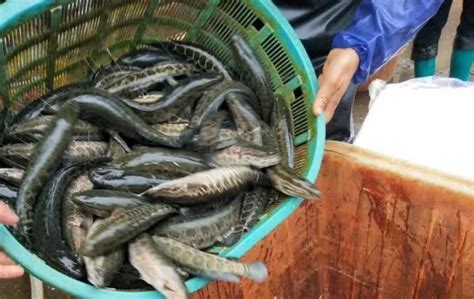 黑鱼养殖，黑鱼的养殖技术|admin_人人点