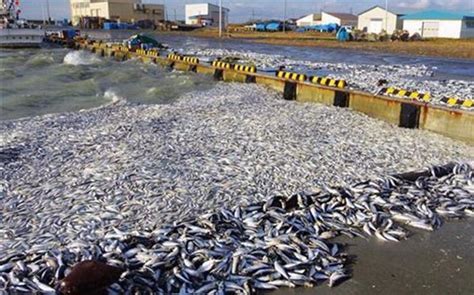 日本北海道现大量死沙丁鱼 铺满4公里海岸_旅游资讯_三秦游网