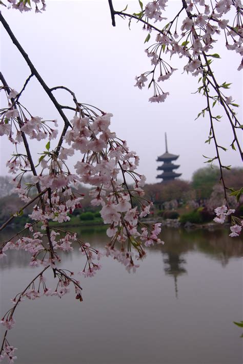 高清：中山公园樱花提前绽放 盛花期下周到来 - 青岛新闻网