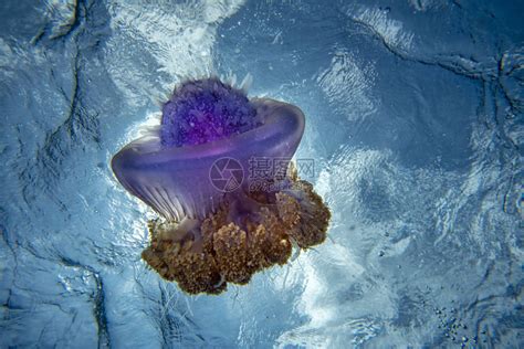 潜水时的cotylorhiza巨型水母高清图片下载-正版图片505854918-摄图网