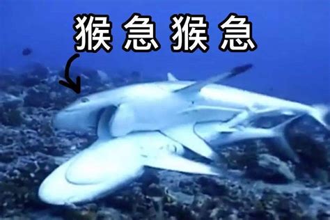 鲨鱼有两个生殖器官，它们怎么完成交配_动物园_进行_新生
