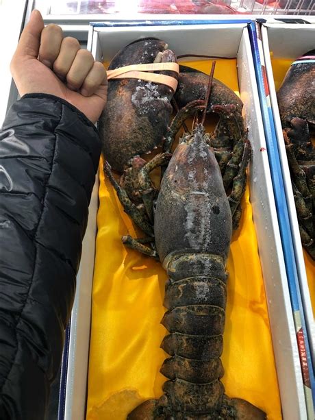世界上最大的龙虾：体长1米，重达30斤(镇店之宝)_探秘志