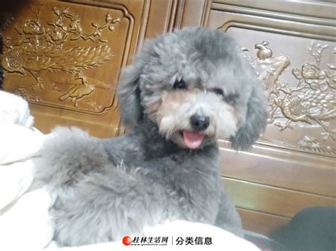 出售小型2岁灰色公泰迪 - 宠物交易 - 桂林分类信息 桂林二手市场