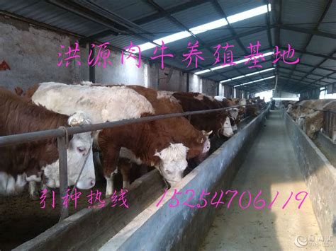 四川省绵阳市肉牛养殖基地 吉林省 阳光-食品商务网