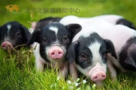 土猪的市场份额从95%下降至2%，为何进口猪能力压土猪？ - 北京北牧鑫商贸中心|养殖器材网