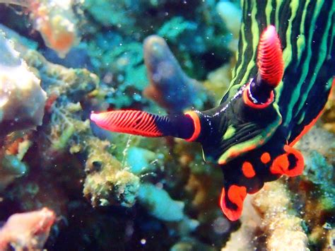 海底世界各种生物高清图片下载