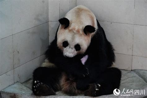 西班牙马德里动物园为幼崽大熊猫命名“竹莉娜”（图）-新华网