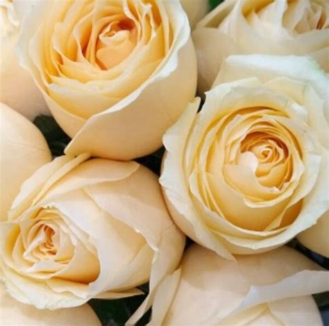 香槟玫瑰的花语与寓意（揭秘香槟玫瑰的独特魅力与情感象征）_花植网
