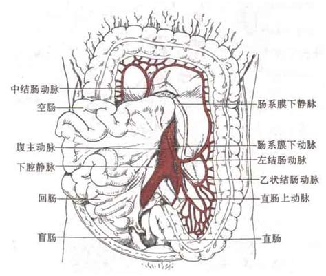 腹部动脉解剖示意图-人体解剖图,_医学图库