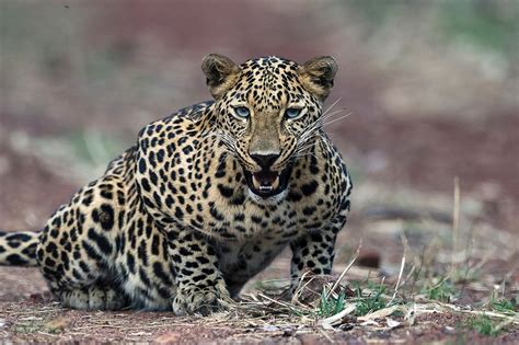 唯美野生动物攻击状态的豹子图片_蛙客网viwik.com