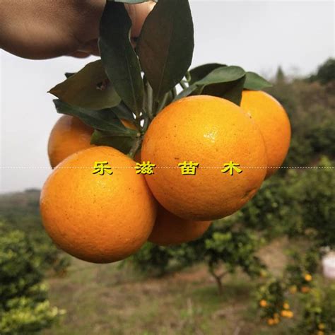 麻阳冰糖橙10斤 17.8-最新线报活动/教程攻略-0818团