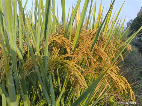 中国最高产水稻品种和最好吃的水稻品种是什么? - 惠农网