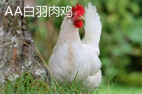 中国肉鸡的主产区在哪里？肉鸡有哪些常见品种 - 运富春