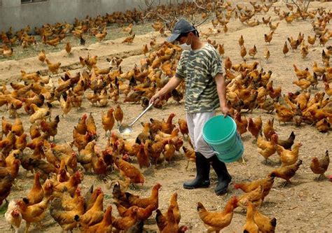 养鸡高手谈养殖——养鸡常用的矿物质饲料 - 知乎