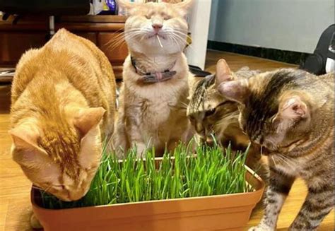 猫草如何来种植？告诉你3个小步骤，种出青翠旺盛的猫草-宠物网