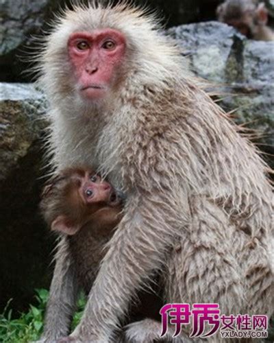 【男猴女猴婚姻状况】【图】男猴女猴婚姻状况如何 分享属猴男生的佳婚配(3)_伊秀星座|yxlady.com