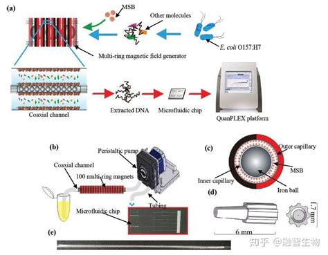 Western Blot 原理、protocol--及条带常见问题分析 - 蛋白质和糖学技术讨论版 -丁香园论坛