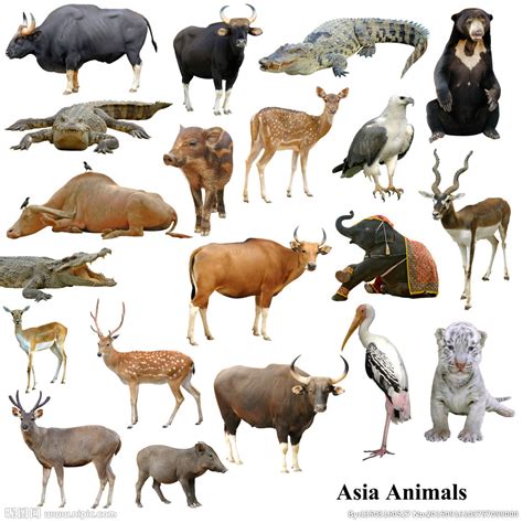 20种野生动物高清图片设计图__野生动物_生物世界_设计图库_昵图网nipic.com