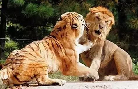 豹子和狮子合体，生出来的孩子居然长这样！|豹子|合体|狮虎_新浪新闻