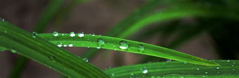 唯美清新雨天雨后植物小草上的露珠风景意境高清摄影大图-千库网