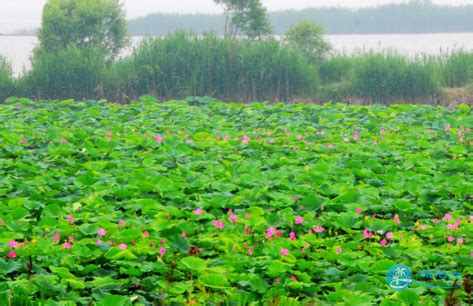 京津冀最美湿地：衡水湖|衡水湖|京津冀_新浪新闻