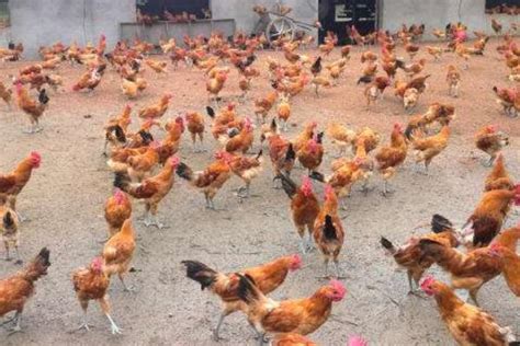 胶林养鸡配套技术包括哪些,林下养鸡需要具备什么条件 - 品尚生活网