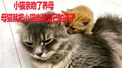 小猫亲吻了养母，母猫就把小猫当成自己的孩子