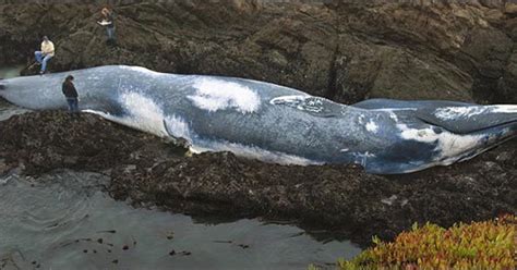 世界体型最大的十种鲸鱼，座头鲸上榜，第一是体积最大的动物_排行榜123网