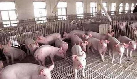 猪病的症状及治疗方法-养猪场猪病防治-猪病防治大全 - 畜小牧养殖网