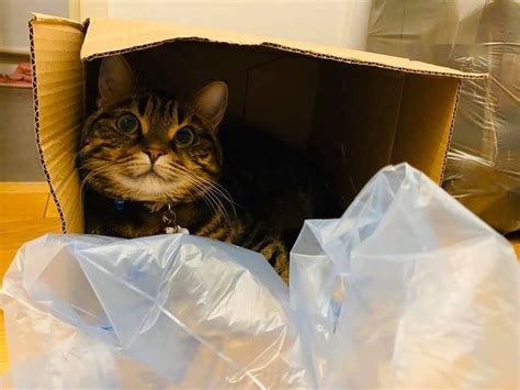 主人要把纸箱收起来，结果猫就露出这副表情，哈哈哈哈