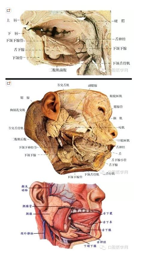 史上最精美的口腔解剖图！|美图类|陕西嘉友科贸有限公司