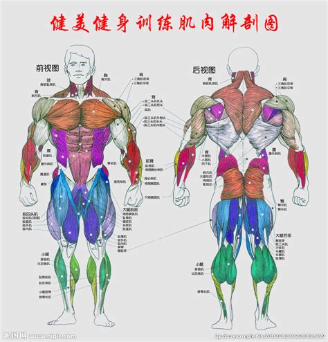身体肌肉分布图图片