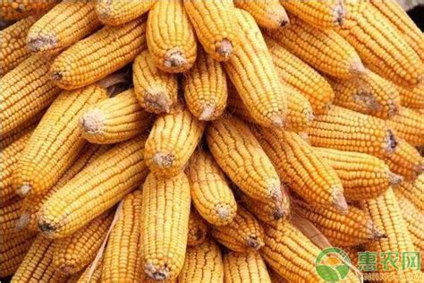 今日玉米价格行情｜玉米价格两极分化，东北强势，华北疲软农业资讯-农信网