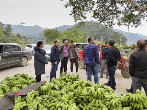 省农科院专家团队到安龙县者贵村开展服务乡村振兴调研_发展_种植_产业