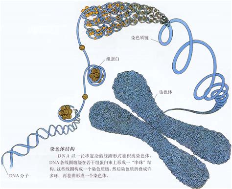 人类染色体的研究方法-妇产科学-医学