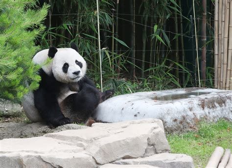 拍的最好的熊猫照片？ - 知乎