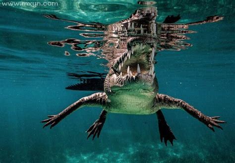 梦见鳄鱼在水里是什么意思预兆 - 原版周公解梦大全