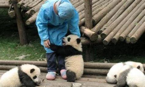 抱大腿网红熊猫“奇一”-民生网-人民日报社《民生周刊》杂志官网