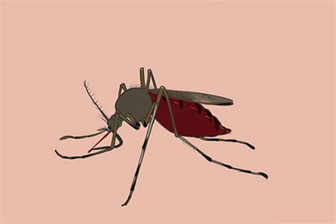 什么血型最招蚊子叮咬（科学解读为什么蚊子总咬你） – 碳资讯