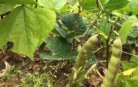 白地瓜的种植方法和时间-农百科