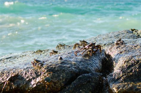 圆圆的螃蟹,沙滩上圆圆的螃蟹,圆圆的螃蟹是什么品种_大山谷图库