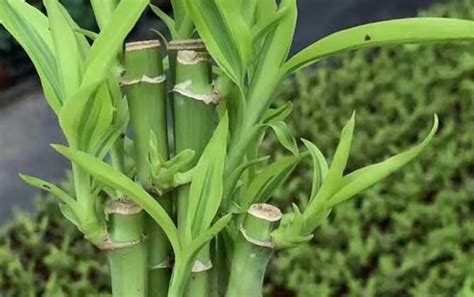 水培富贵竹，不长新叶，忽略了这几个养护要点|富贵竹|植株|水培_新浪新闻