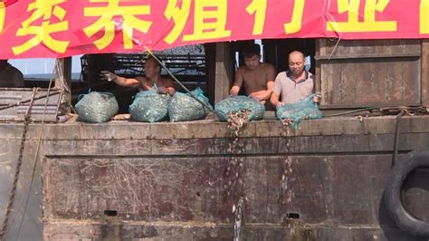 创新立体式生态养殖模式 实现渔业转型升级 - 阳江市阳东区人民政府门户网站