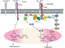胰岛素样生长因子结合蛋白IGFBP-3 - 知乎