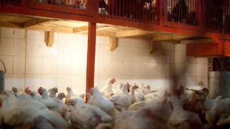 荷兰高致病性禽流感疫情扩散，当局下令扑杀逾20万只家禽 - 西部网（陕西新闻网）