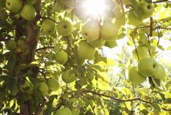 苹果一般种植几年挂果？一亩地苹果树的利润及成本分析 - 惠农网