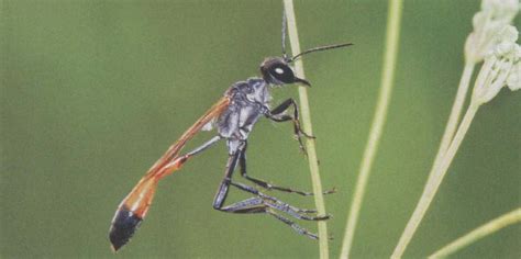 节腹泥蜂的种类,节腹泥蜂的简介,节腹泥蜂的图片_大山谷图库
