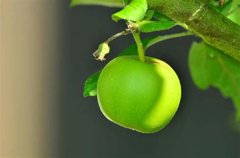 青苹果,苹果树,4K高清图片-千叶网